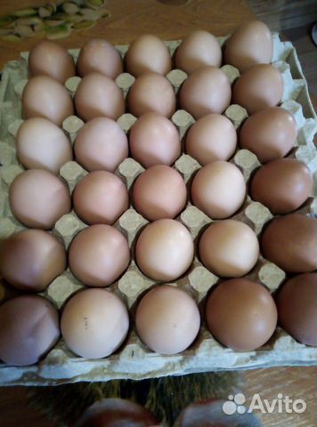 Инкубационное куриное яйцо купить на Зозу.ру - фотография № 8