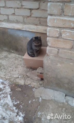 Котик красавчик купить на Зозу.ру - фотография № 2