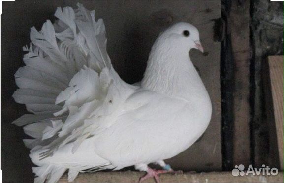 Белые голуби на свадьбу купить на Зозу.ру - фотография № 1