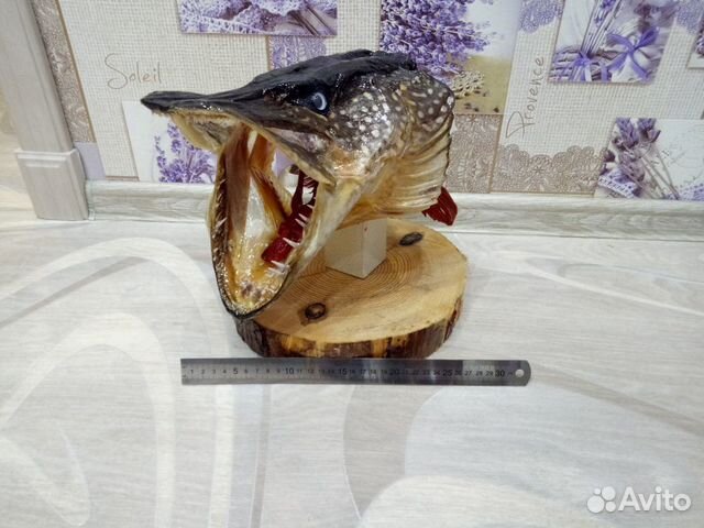 Чучело головы щуки и судака