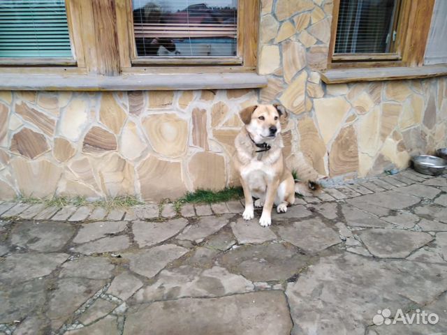 Отдадим в добрые руки красивых собак купить на Зозу.ру - фотография № 1