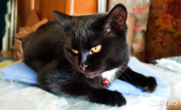 Кошка Черныша