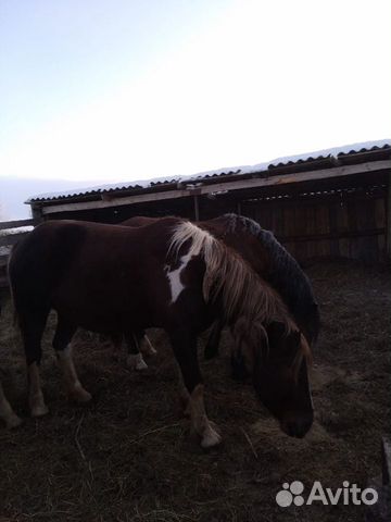 Лошади купить на Зозу.ру - фотография № 9