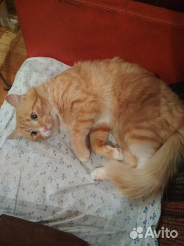 Ищем хозяев котик лис