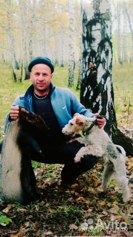 Собака Фокстерьер, сука с документами купить на Зозу.ру - фотография № 2