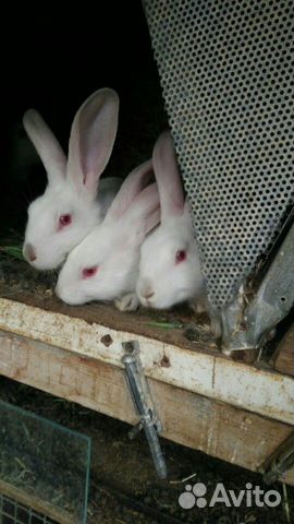 Кролик,мясо кролика купить на Зозу.ру - фотография № 1
