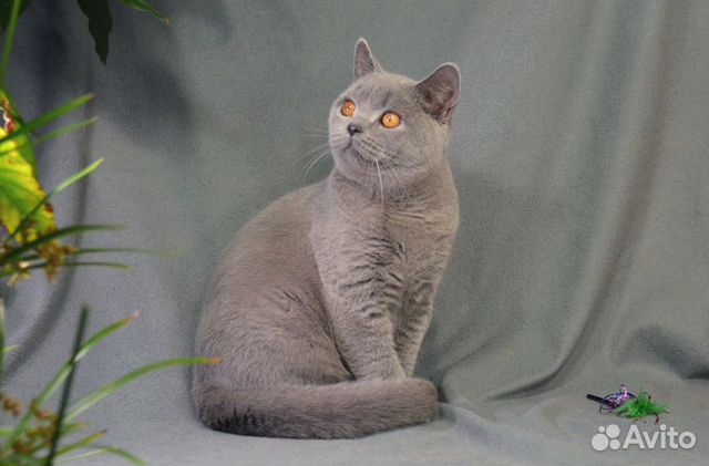 Британский котик, возможно в разведение купить на Зозу.ру - фотография № 3