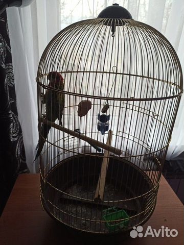 Розелла попугай с клеткой купить на Зозу.ру - фотография № 2