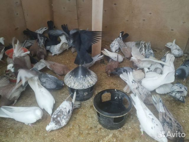 Бакинские голуби купить на Зозу.ру - фотография № 6