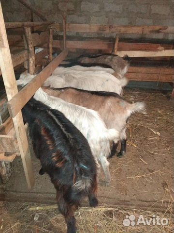 4 козы и 3 козла купить на Зозу.ру - фотография № 1