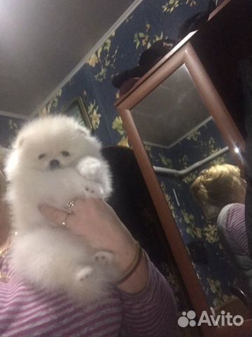 Элитные щенки Померанского шпица