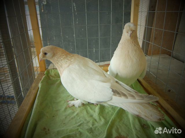 Продам голубей такла купить на Зозу.ру - фотография № 2