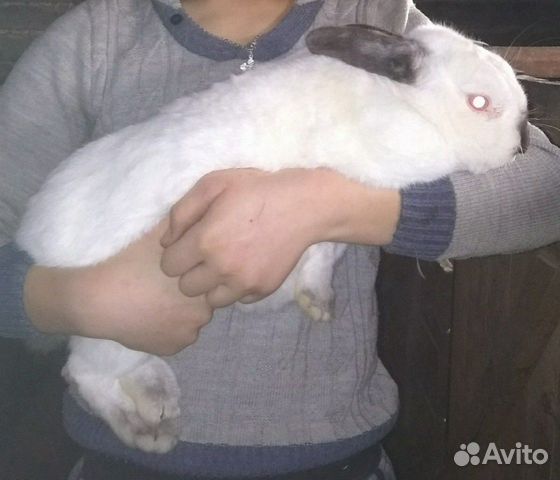 Купить кроликов в алтайском. Кролик калифорниец. Калифорнийский кролик с человеком. Калифорнийский кролик на руках. Калифорнийцы кролики крупные на руках.