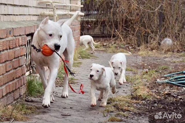 Аргентинский дог щенки