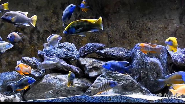 Разноцветные рыбки. Цихлиды купить на Зозу.ру - фотография № 1