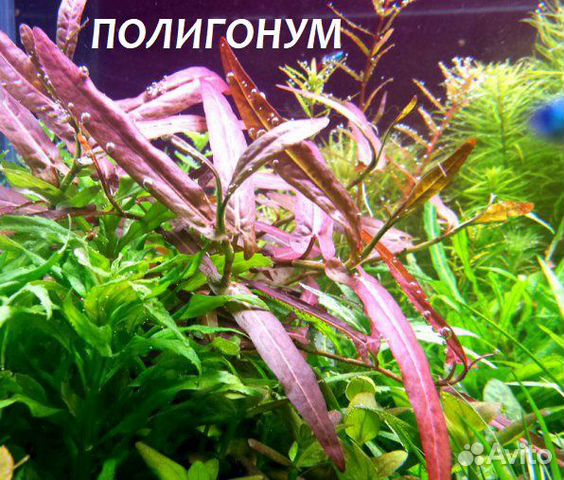 Аквариумные растения купить на Зозу.ру - фотография № 6