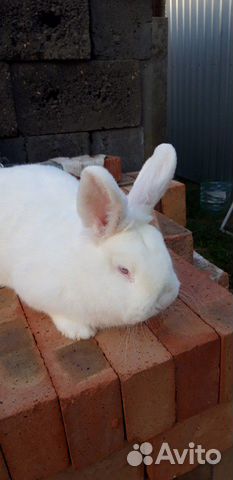Новозеландский белый кролик купить на Зозу.ру - фотография № 2