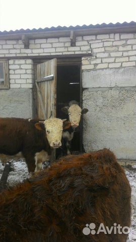 Продам бычков породы Герефорд, а также жеребят купить на Зозу.ру - фотография № 3