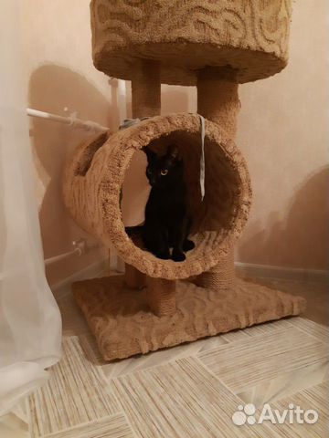 Черная кошка купить на Зозу.ру - фотография № 1