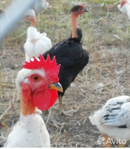Цыплята суточные купить на Зозу.ру - фотография № 3