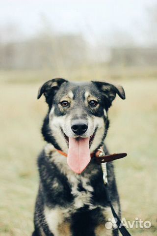 Собака- позитив в дар купить на Зозу.ру - фотография № 10