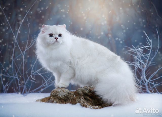 Британская серебристая шиншилла котенок купить на Зозу.ру - фотография № 1