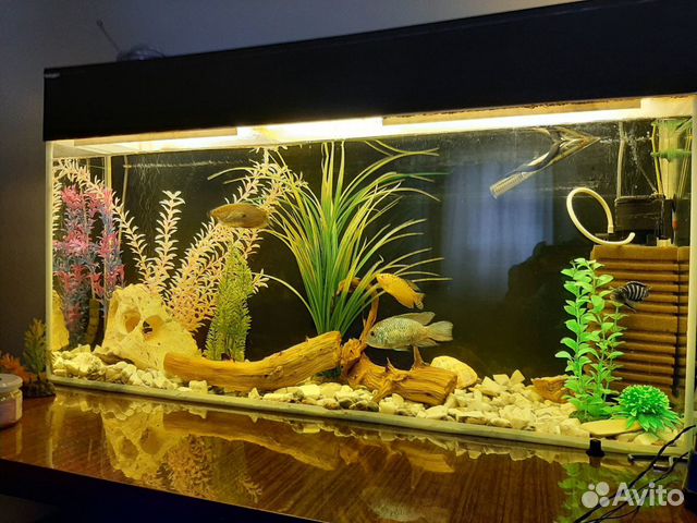 Продам аквариум на 100-120 литров купить на Зозу.ру - фотография № 1