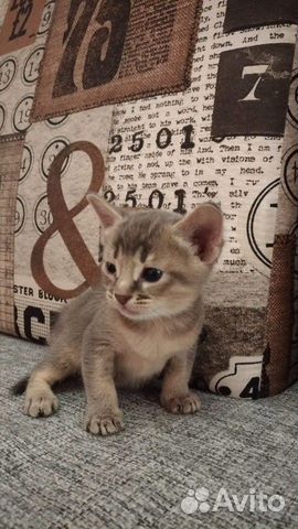 Абиссинские котята купить на Зозу.ру - фотография № 5