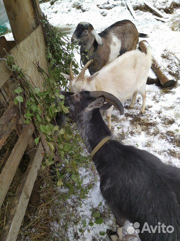 3 козы и козёл купить на Зозу.ру - фотография № 2