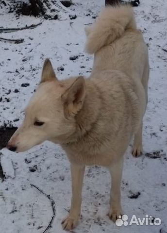 Помогите найти собаку купить на Зозу.ру - фотография № 2