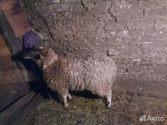Продам овечку годовалую купить на Зозу.ру - фотография № 6