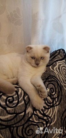 Кошка Кошка