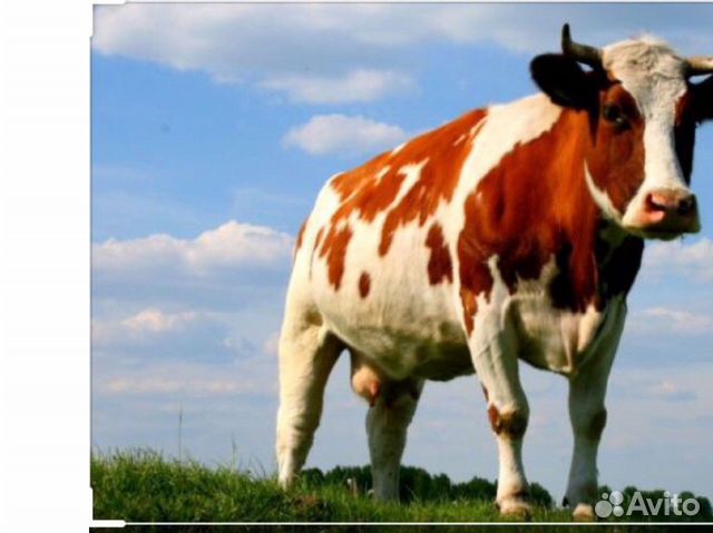 Продам корову купить на Зозу.ру - фотография № 1