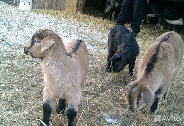 Чешские комолые козы, американцы рогатые купить на Зозу.ру - фотография № 1