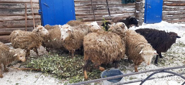 Бараны и овцы купить на Зозу.ру - фотография № 5