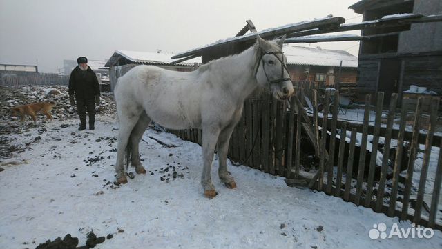 Кобыла белая купить на Зозу.ру - фотография № 3