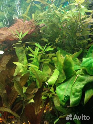 Рыбки аквариумные, растения купить на Зозу.ру - фотография № 9