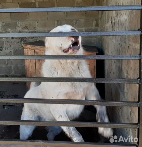 Среднеазиатская овчарка(Алабай) Вязка купить на Зозу.ру - фотография № 2