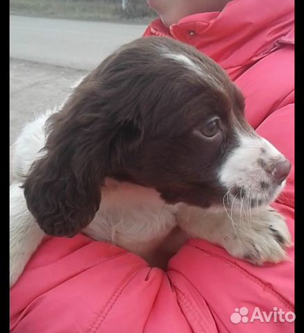 Продаётся щенок "девочка" порода спаниель продам з купить на Зозу.ру - фотография № 4