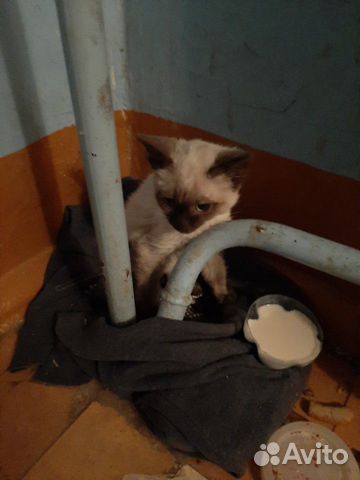 Сиамский котик купить на Зозу.ру - фотография № 3