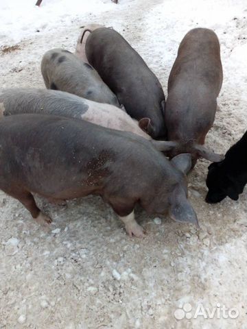Продаются свиньи, поросята, свиноматки купить на Зозу.ру - фотография № 4