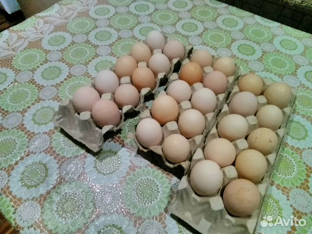 Куринные Яйца на инкубацию,куры цветные домашние купить на Зозу.ру - фотография № 1