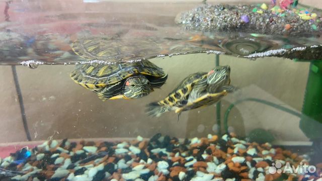 2 маленькие красноухие черепахи + аквариум купить на Зозу.ру - фотография № 2