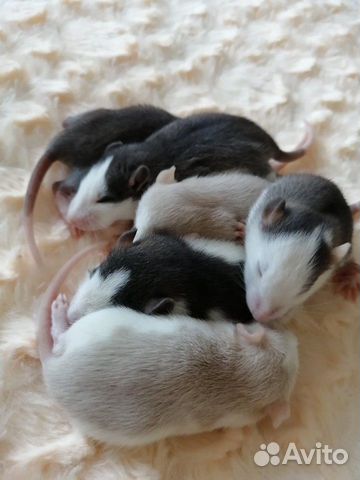 Малышы крысятки купить на Зозу.ру - фотография № 10