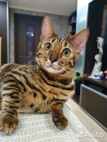 Бенгальская кошка ищет котика купить на Зозу.ру - фотография № 1