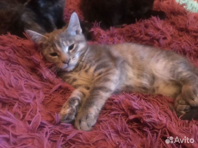 Кошка