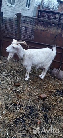 Молочная коза с козлятами купить на Зозу.ру - фотография № 2