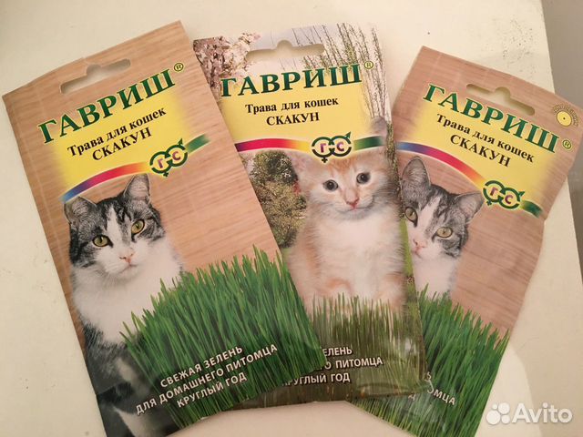 Трава для кошек купить на Зозу.ру - фотография № 1