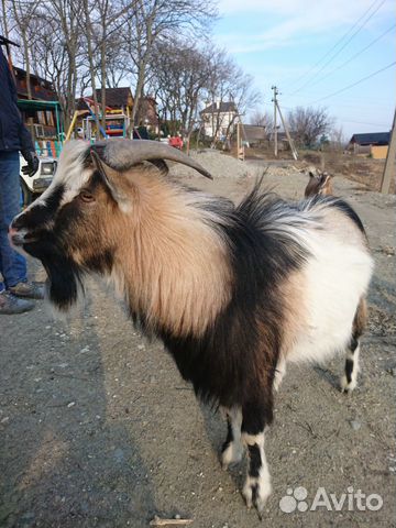 Козлы и козы купить на Зозу.ру - фотография № 4