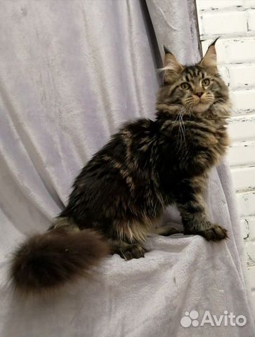 Мейн-кун котик